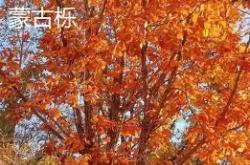 九游网页版 -辽东鲸鲨队鏖战陇右黑豹队，高尔夫巡回赛险胜，核心复出即建功。二次进攻频频奏效的简单介绍